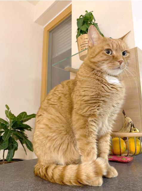 Der fesche Kater "Gismo" hat einen weißen Fleck auf der Brust.