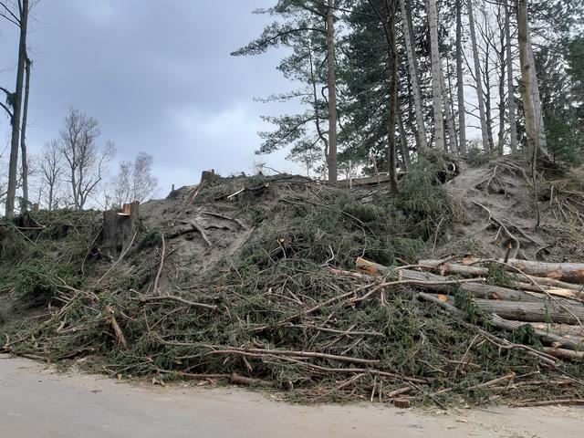 Rodungsarbeiten am Judenbühel.