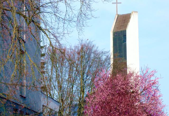 Zierkirsche neben der Volksschule