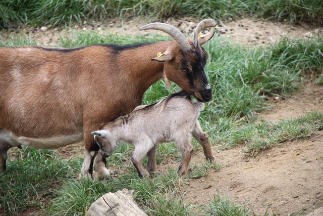 Die Afrikanische Zwergziege "Paris" ist Teil einer großen Ziegenherde im Linzer Zoo und frisst am liebsten Grasfresserpellets, Gras und Heu.  | Foto: Zoo Linz