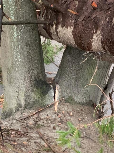 Sturmschäden am Judenbühel.