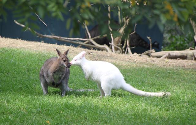 Das Bennett-Känguru "Flocke" (re.) wohnt in einer modernen Wohngemeinschaft mit sechs weiteren Artgenossen. Es frisst am liebsten Gras und Blätter, aber auch Obst und Gemüse. | Foto: Zoo Linz