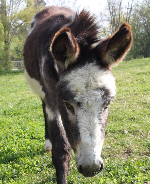 Zwergesel Jolly wohnt im Haustierpark des Linzer Zoos. Mit den wunderschönen Zwiebeltürmchen erinnert sein Stall an seine nordafrikanisch-orientalische Heimat. Er frisst gerne Heu und Gras, am liebsten aber das Besucherfutter. | Foto: Zoo Linz