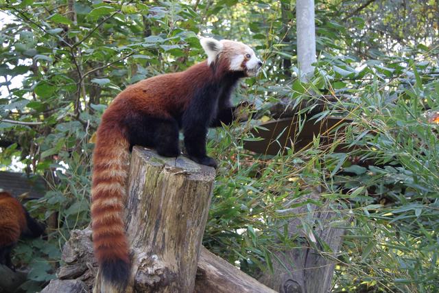 Der Rote Panda "Pim" wohnt mit seiner Mitbewohnerin "Lea" angrenzend an die Urfahrwänd im Zoo Linz. Das Lieblingsessen ist eindeutig Bambus. | Foto: Zoo Linz