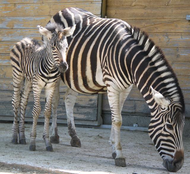Das Chapman Zebra "Julius" (li.) wohnt mit seiner Mutter "Andara" in der großen Zebra-Anlage des Linzer Zoos. Sein Lieblingsessen ist eindeutig Gras, aber auch Pellets, Karotten, Äpfel oder ein Stück Brot. | Foto: Zoo Linz