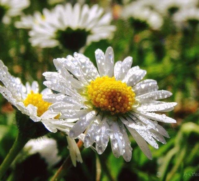 NATUR PUR.....♡