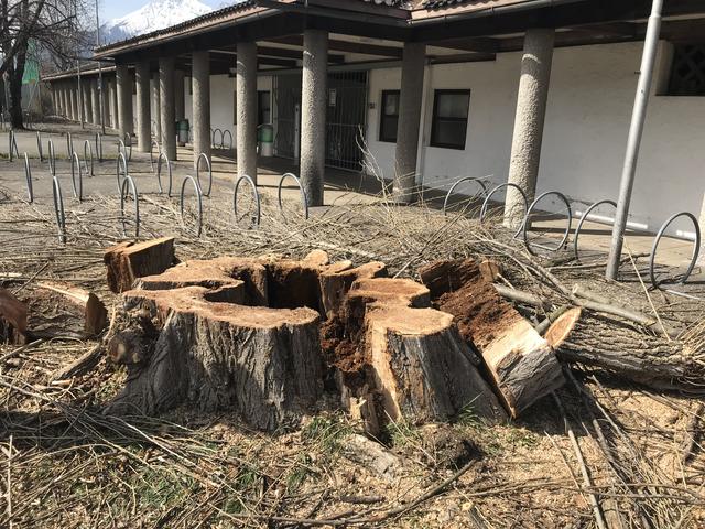 Die Sicherheit für die Besucher konnte nicht mehr gewährleistet werden, der Baum war total verfault.