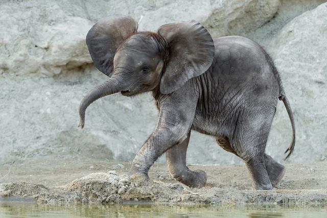 Die kleine Kibali kann momentan nur virtuell besucht werden - aber der Tiergarten-Direktor versichert: "Alle Tiere sind bestens versorgt und wohlauf".