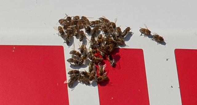 Die Bienen erschwerten für die Rettungskräfte den Einsatz.