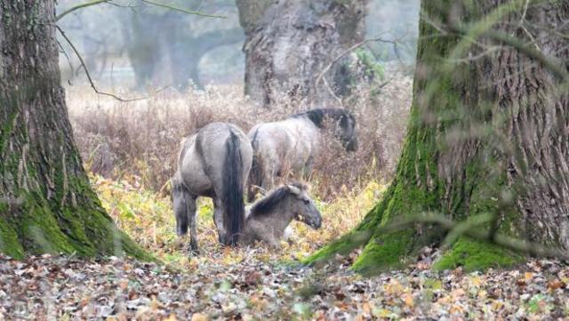 Auch Pferde kommen in der Landschaftspflege zum Einsatz | Foto: Archiv