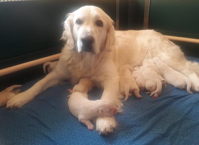 Mama Stella und ihre Jungen sind wohlauf. | Foto: Elisabeth Färbinger
