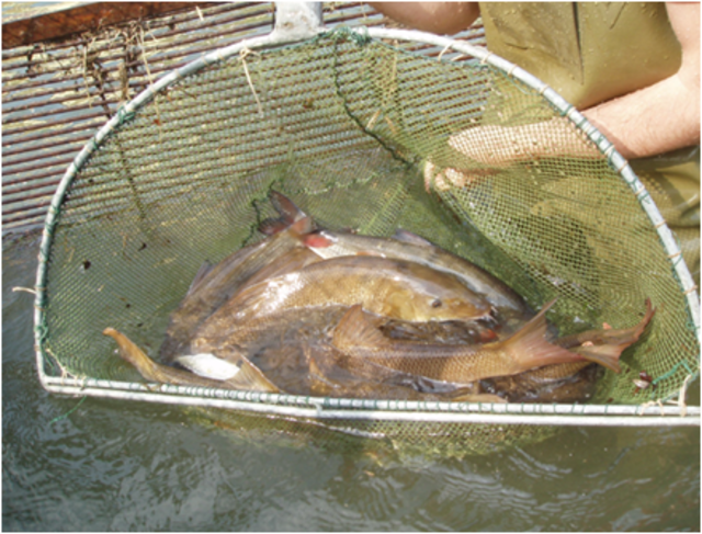 Neue Arten kamen wieder flussaufwärts. | Foto: ezb - TB Eberstaller GmbH