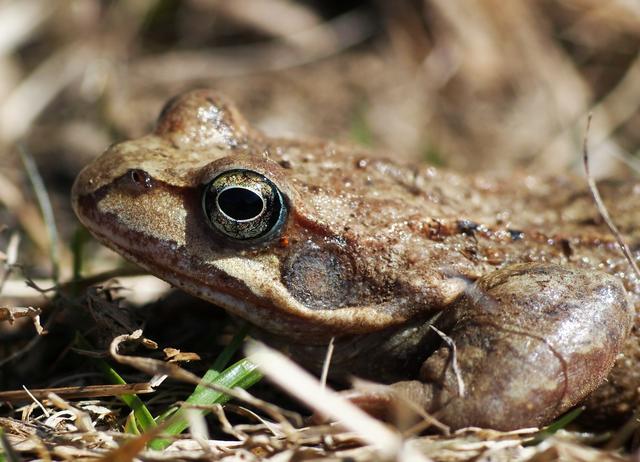 Grasfrosch | Foto: Ökoteam/Brunner