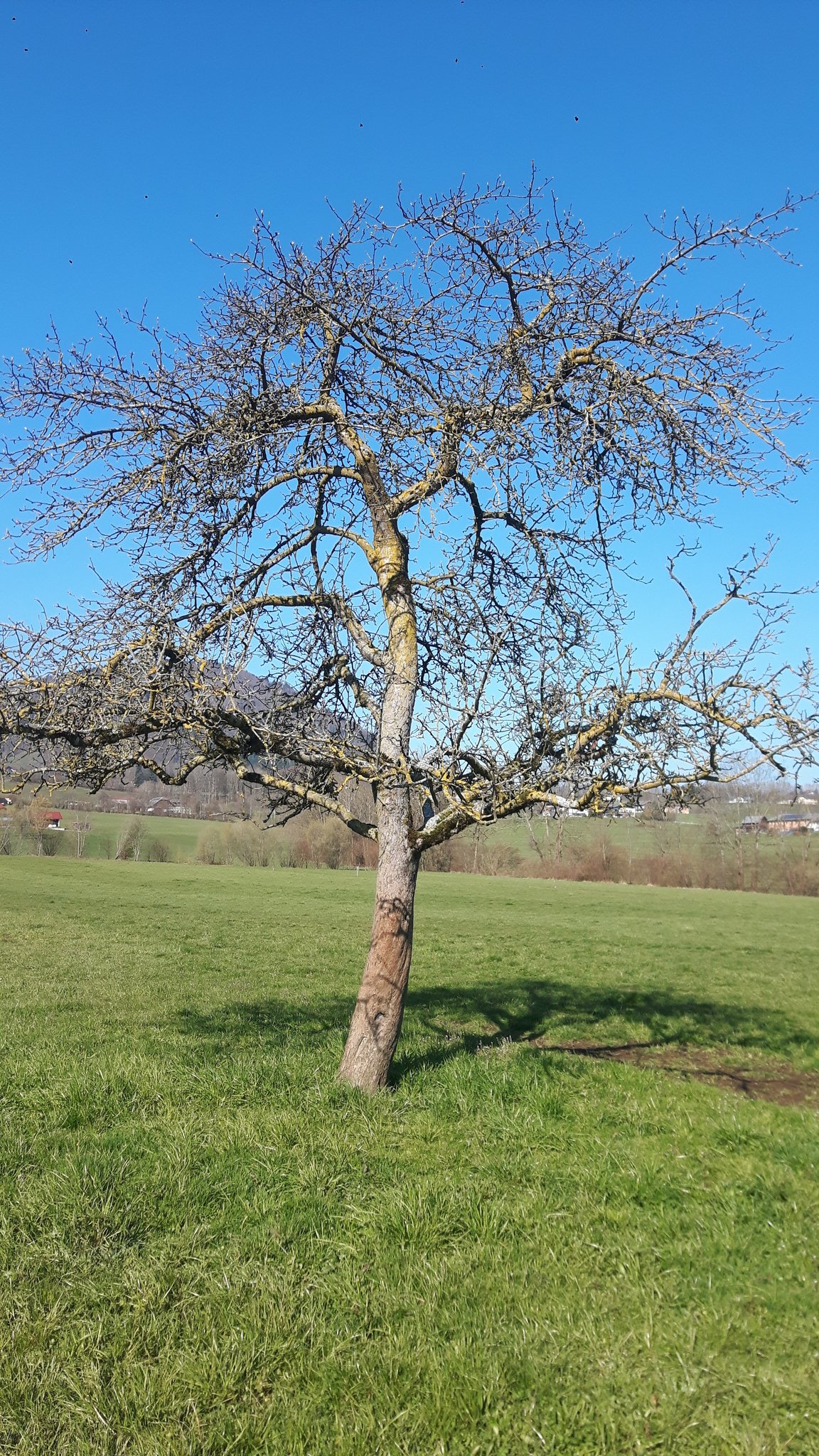 Der Krumme Baum Lebt Sein Leben