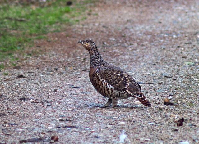 Auerhuhn-Henne auf Forststrasse | Foto: Oekoteam/Brunner