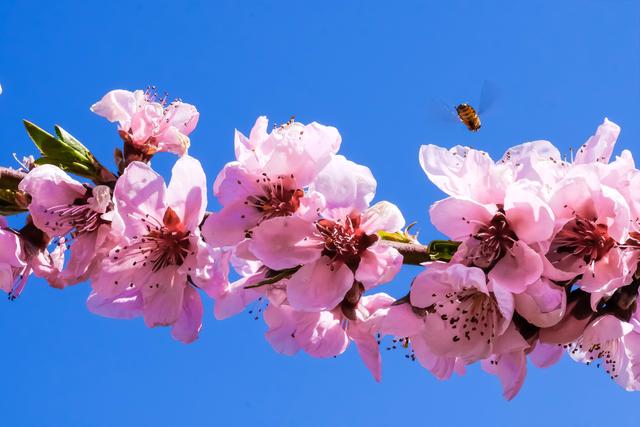 Auch am Montag beginnt die Arbeit für die Bienen erneut.