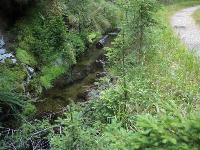 Feuchtbiotop an einer Forststraße im Lungau | Foto: Ökoteam/Brunner
