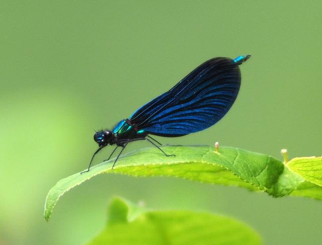 Blaufluegel-Prachtlibelle Calopteryx virgo | Foto: Oekoteam/Brunner
