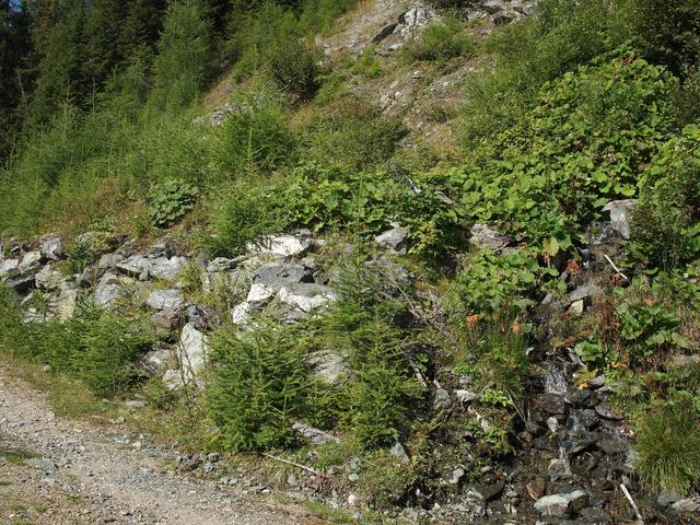 Strukturreiche Böschung an Forststraße | Foto: Ökoteam/Brunner