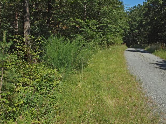 Waldsaum im Günser Gebirge an Forststraße | Foto: Ökoteam/Brunner