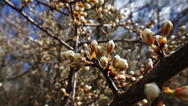 Frühling 2020 im Zeichen des Covid19