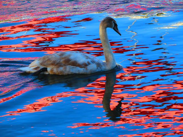 Die rote Friedensbrücke über die Drau in Villach spiegelt sich im Fluß. Der Schwan genießt den Sonntag Morgen.