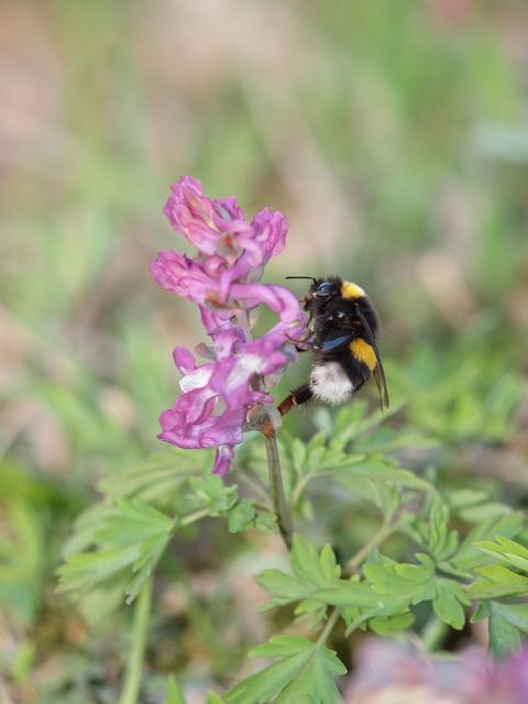 In der Natur gibt es viel zu entdecken: Eine Hummel