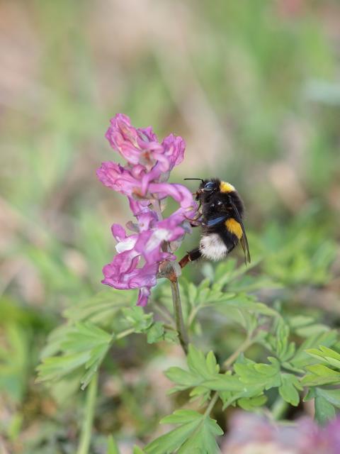 In der Natur gibt es viel zu entdecken: Eine Hummel  | Foto: Robert Heuberger