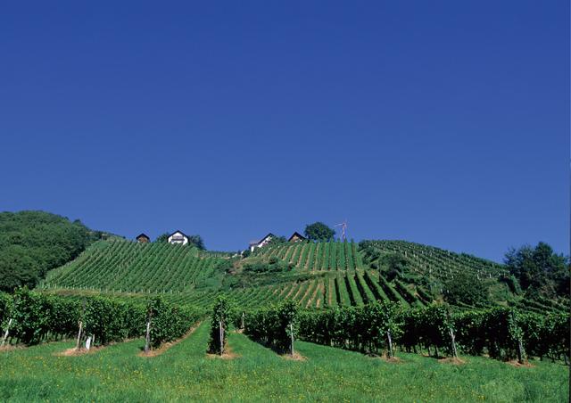 Die Weststeiermark ist eines der kleinsten Weinbaugebiete überhaupt.