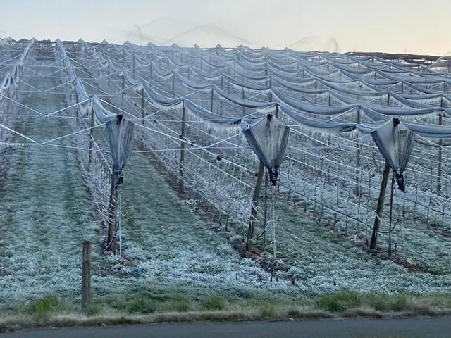 Durch Frostberegnung, wie hier in der Anlage von Thomas Reisenhofer in Nestelbach (Marktgemeinde Ilz) versuchten die Obstbauern Frostschäden abzuwenden.