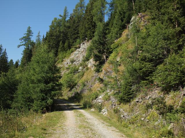 Eine enorme Artenvielfalt und vor allem ein hoher Anteil gefährdeter Arten befinden sich entlang von Forststraßen.