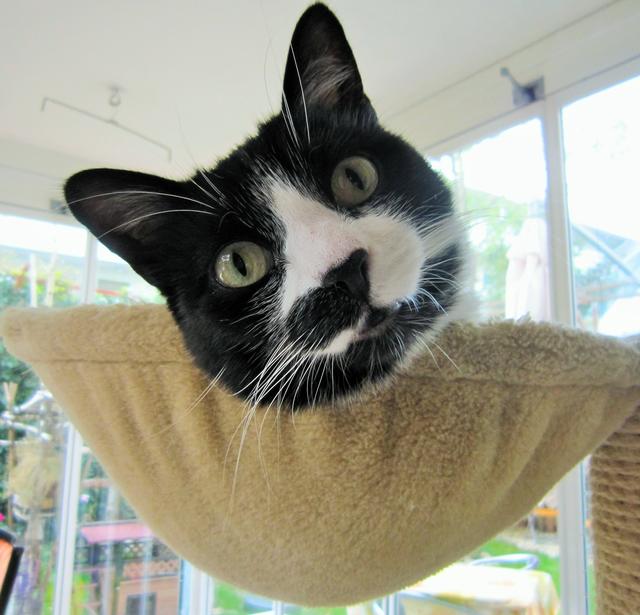 Katzen lieben es das Geschehen von oben zu beobachten. Solche Orte zu schaffen, ist für Katzen in der Wohnung, essenziell.