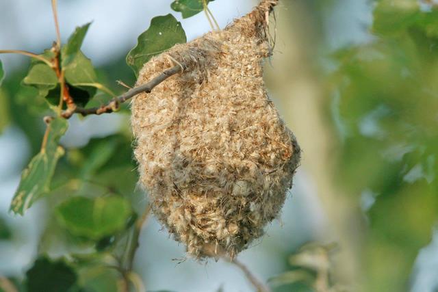 Beutelmeise Nest