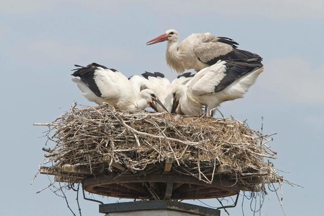Weißstorch Nest.