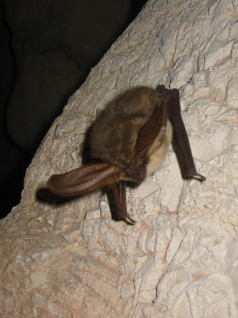Ein „Braunes Langohr“ in der Nixhöhle