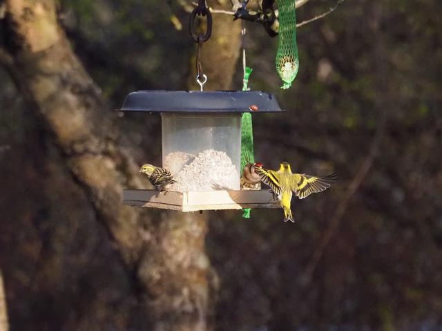 Der Stärke siegt. Flugstudie am Futterhaus.