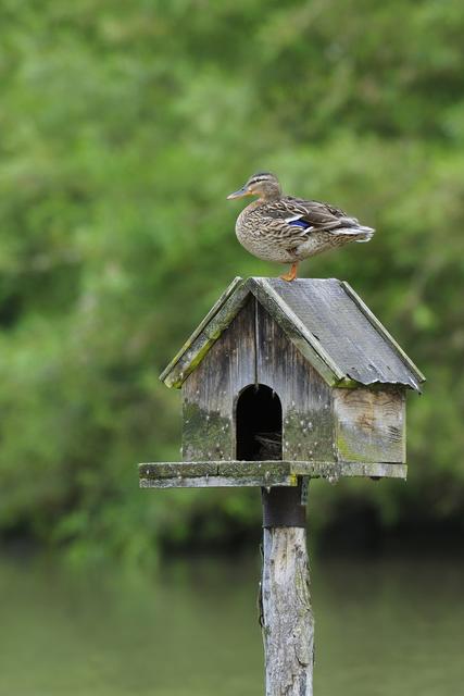 Enten bevorzugen natürliche Nistplätze, nehmen aber auch Nistkästen gerne an – zumindest für ein wärmendes Sonnenbad im Frühjahr.