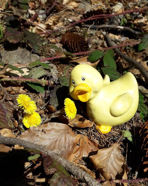 Hallo, ihr Lieben, kommt ihr mit mir in den Wald?