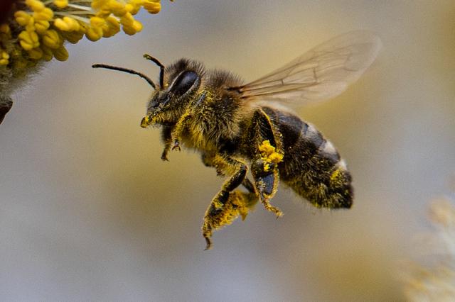 Biene im Anflug