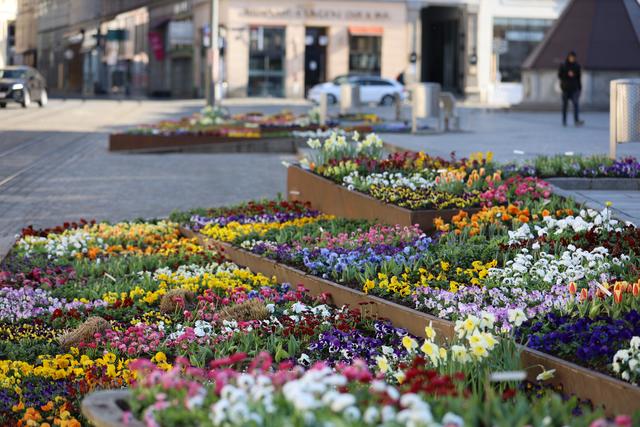 Ein Blütenmeer am Linzer Hauptplatz - die Gärtner der Stadt Linz leisten ganze Arbeit.