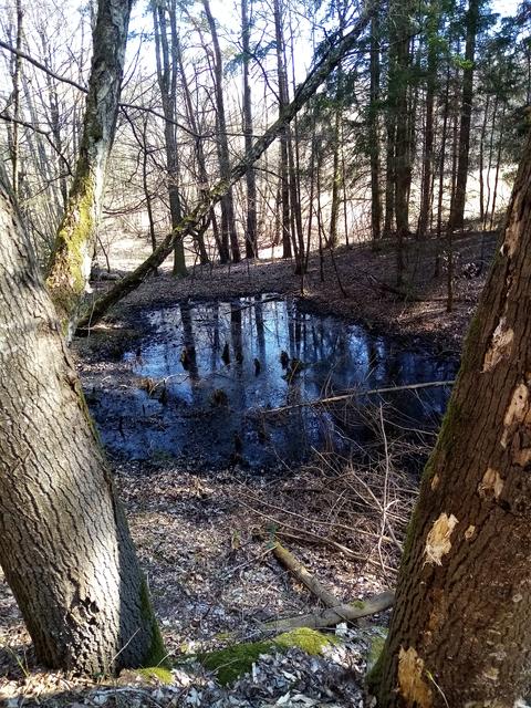 Bei diesem Tümpel wird das Wasser immer weniger. Die Kröten laichen schon und sind wohl zufrieden mit dem schönen Platz.