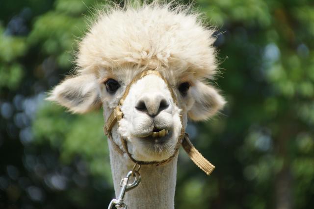 Ab sofort kann man via Handy oder Laptop mit Alpakas und Lamas in Kontakt treten.