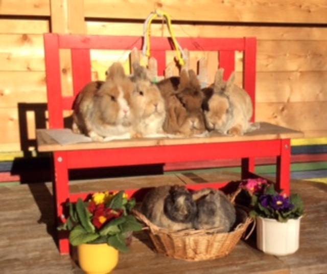 "Der Frühling hat sich eingestellt und Carmens Kaninchen genießen die warmen Sonnenstrahlen.
Wir wünschen trotz der derzeitigen Umstände ein schönes Osterfest", schreibt Andrea Wieser aus dem Bezirk Kitzbühel. | Foto: Andrea Wieser