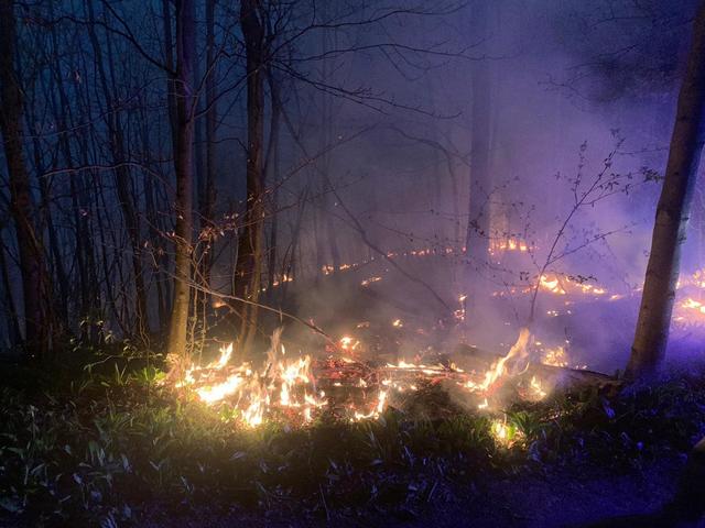 Bitte achten wir auf unsere Wälder: Keine Tschickstummel wegwerfen.