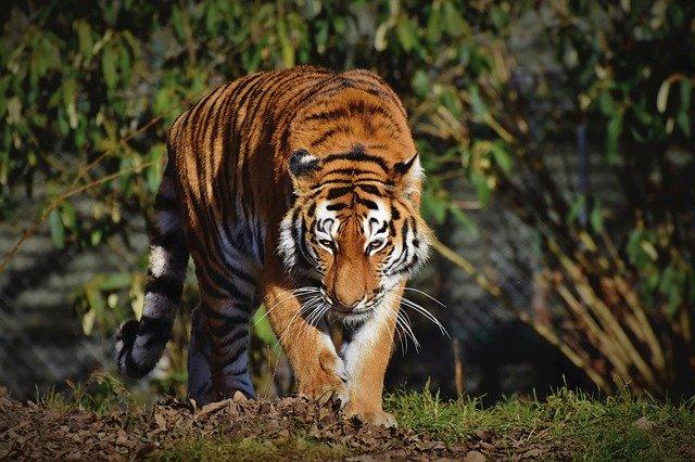 Hat "Tiger King"-Star Joe Exotic seine Songs nicht selbst gesungen?