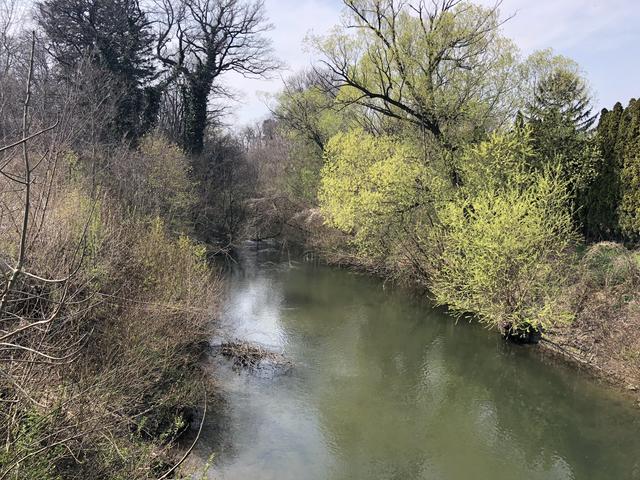 Auch bei Ebenfurth durchfließt die Leitha eine natürliche Aulandschaft.