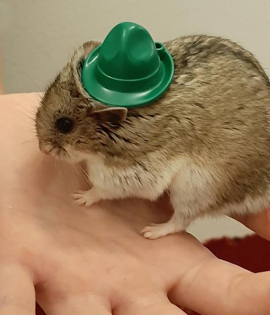 Tierisch hübsch: der Hamster mit Steirerhut