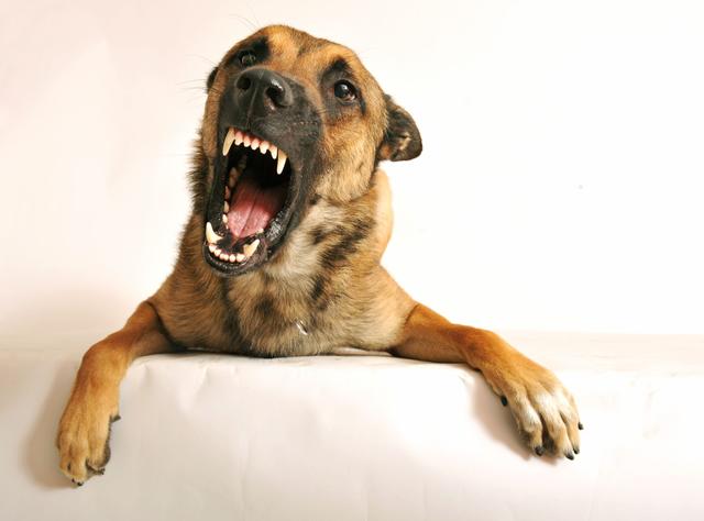 Der vierjährige Mischlingshund entkam von dem gesicherten Grundstück und lief zu einem 30 Meter entfernten Anwesen, wo er eine Frau attackierte.