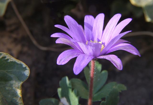 Blaue Anemone