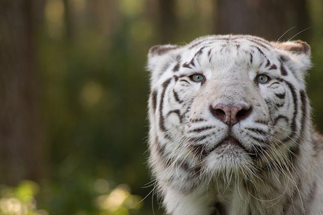 Die Netflix-Dokumentation "Tiger King" rund um Joe Exotic und seine Raubkatzen geht weiter. | Foto: Bild von Zootierpfleger auf Pixabay 